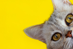 Close-up of a curious cat with bright yellow eyes against a vibr, an Animal Photo by Ales Munt