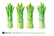 Watercolor Asparagus Clipart, a Food Illustration by crafty (Thumbnail 3 of 5)