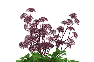 Angelica Gigas