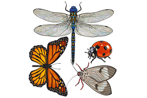 Set Of Insects Like Dragonfly, Butterfly, Ladybird And Moth