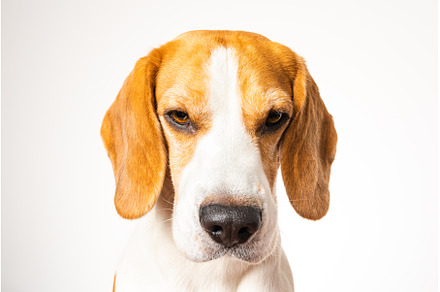 Beagle dog portrait isolated on, an Animal Photo by MadPhotos