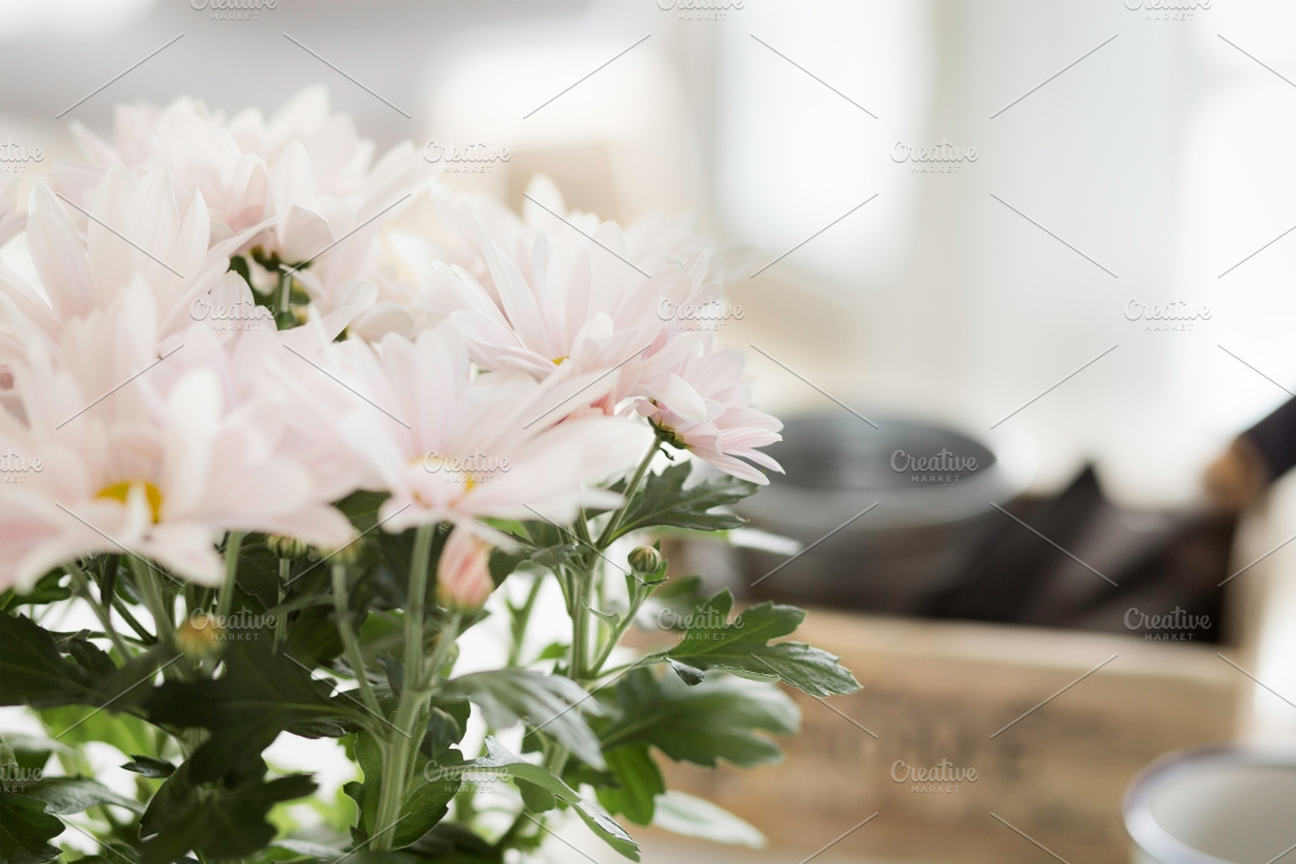 Flower daisy potted at springtime, a Nature Photo by ColorLight Photography