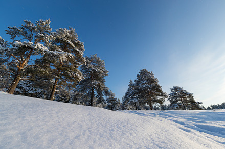 Pine forest in winter sunny day stock photo containing tree and forest, a Nature Photo by oleghz
