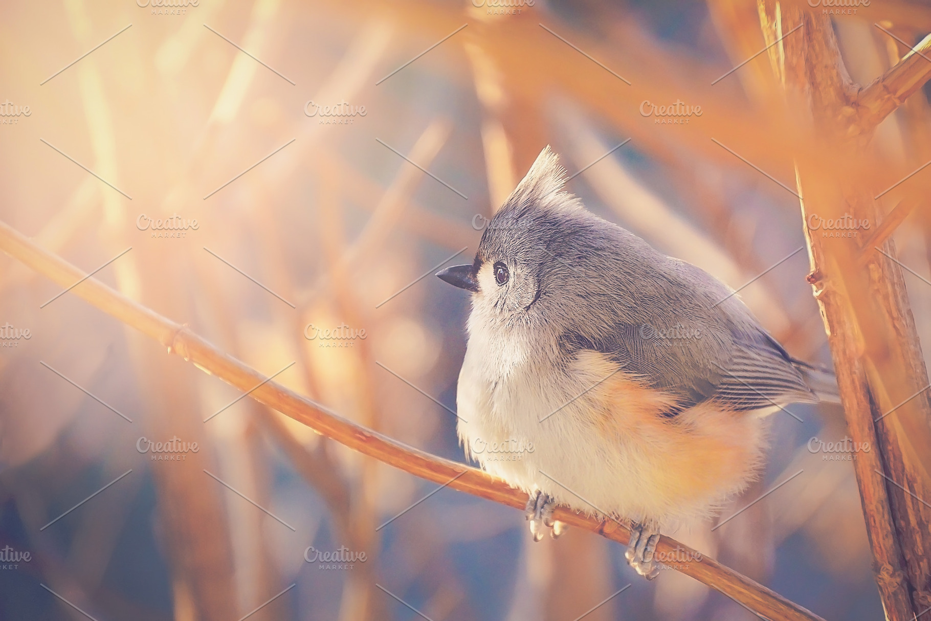Tufted Titmouse Bird, an Animal Photo by Vanilla Extinction