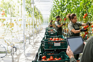 Greenhouse workers harvesting tomato, a Photo by Dvoevnore photos
