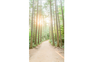 Serene forest pathway at sunrise, an Animal Photo by Lermont51