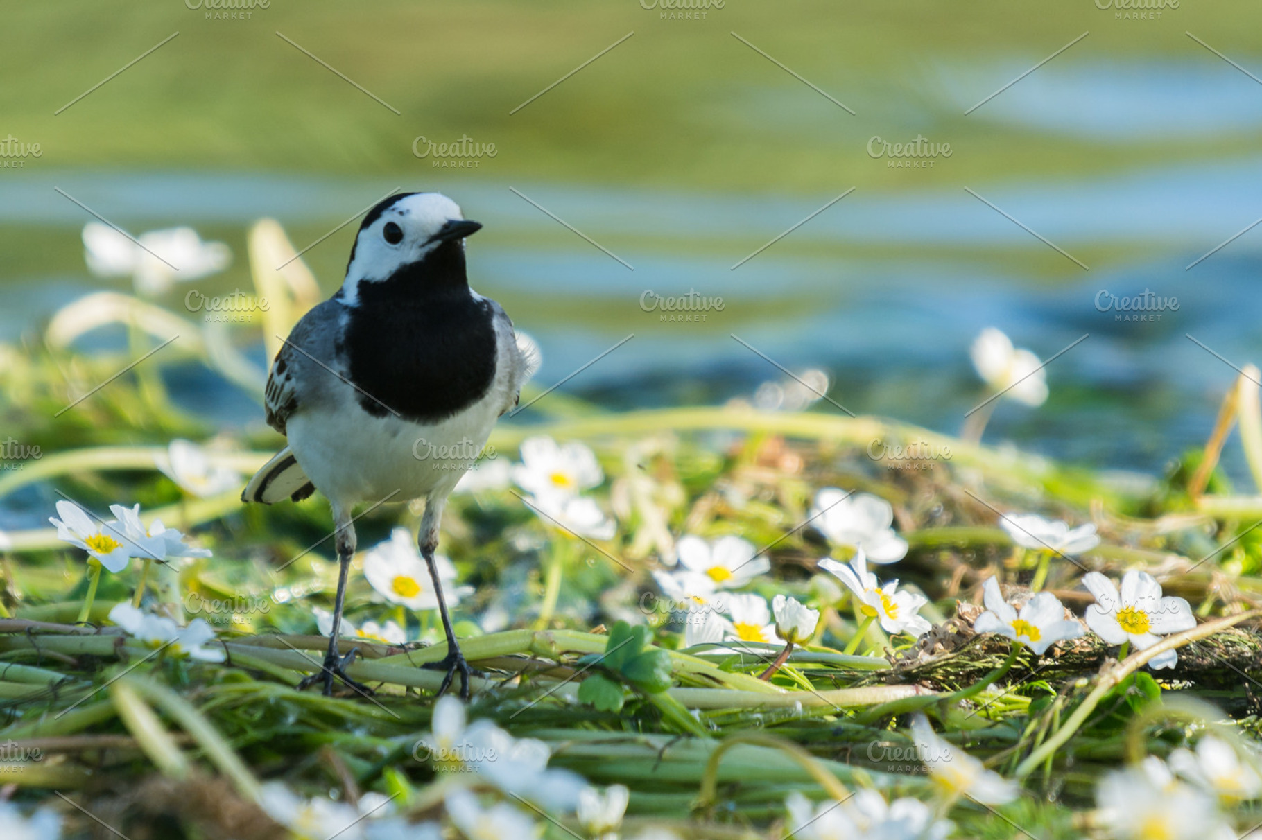 Motacilla alba stock photo containing alba and aves