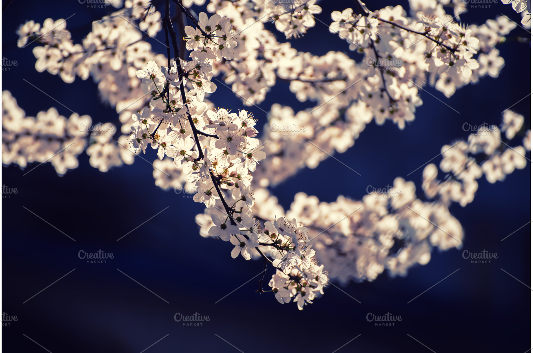 Apricot tree blossoms, a Nature Photo by Nature and travel