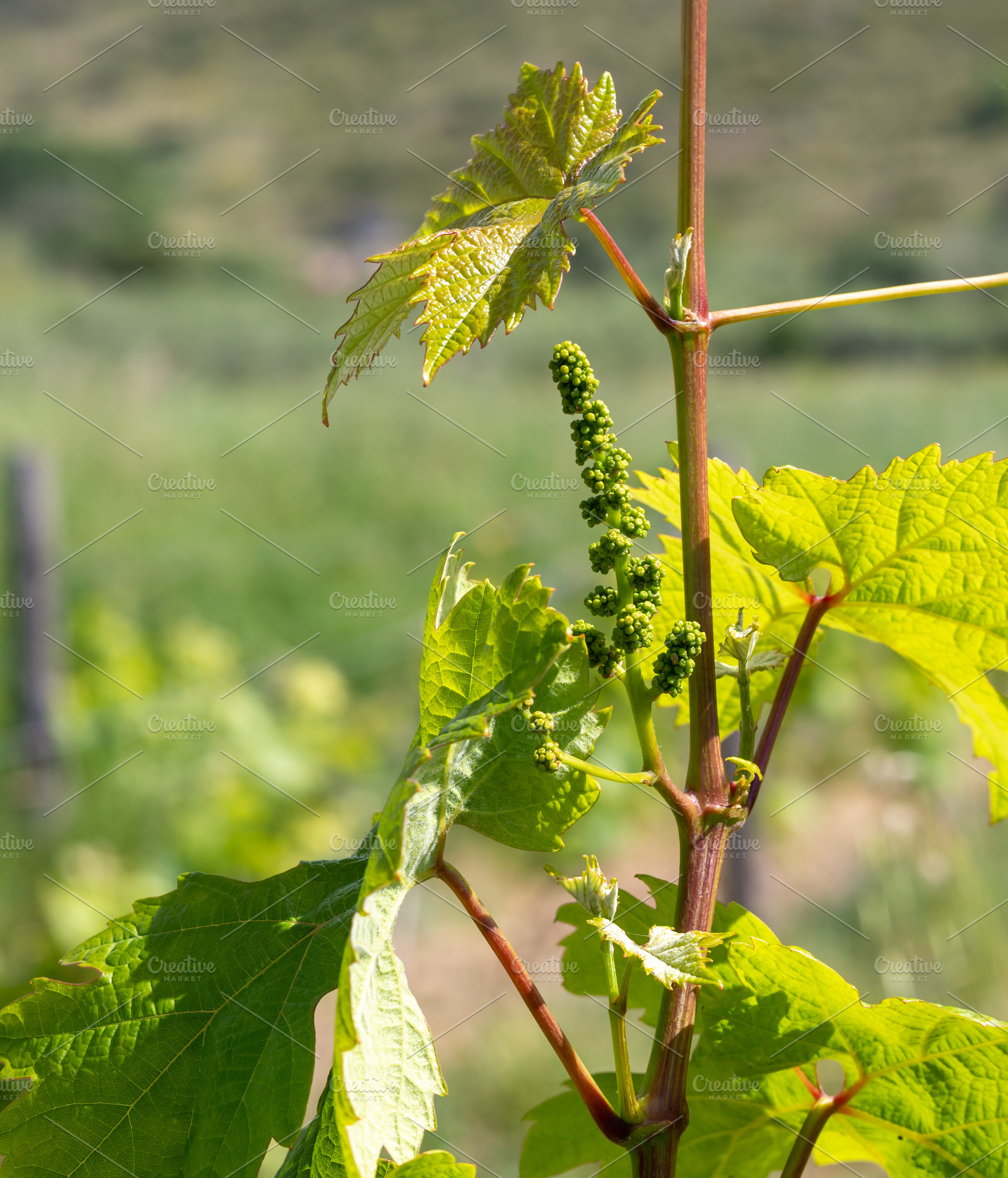 Young inflorescence of grapes growing on vine in vineyard, a Nature Photo by Antonio Gravante Market