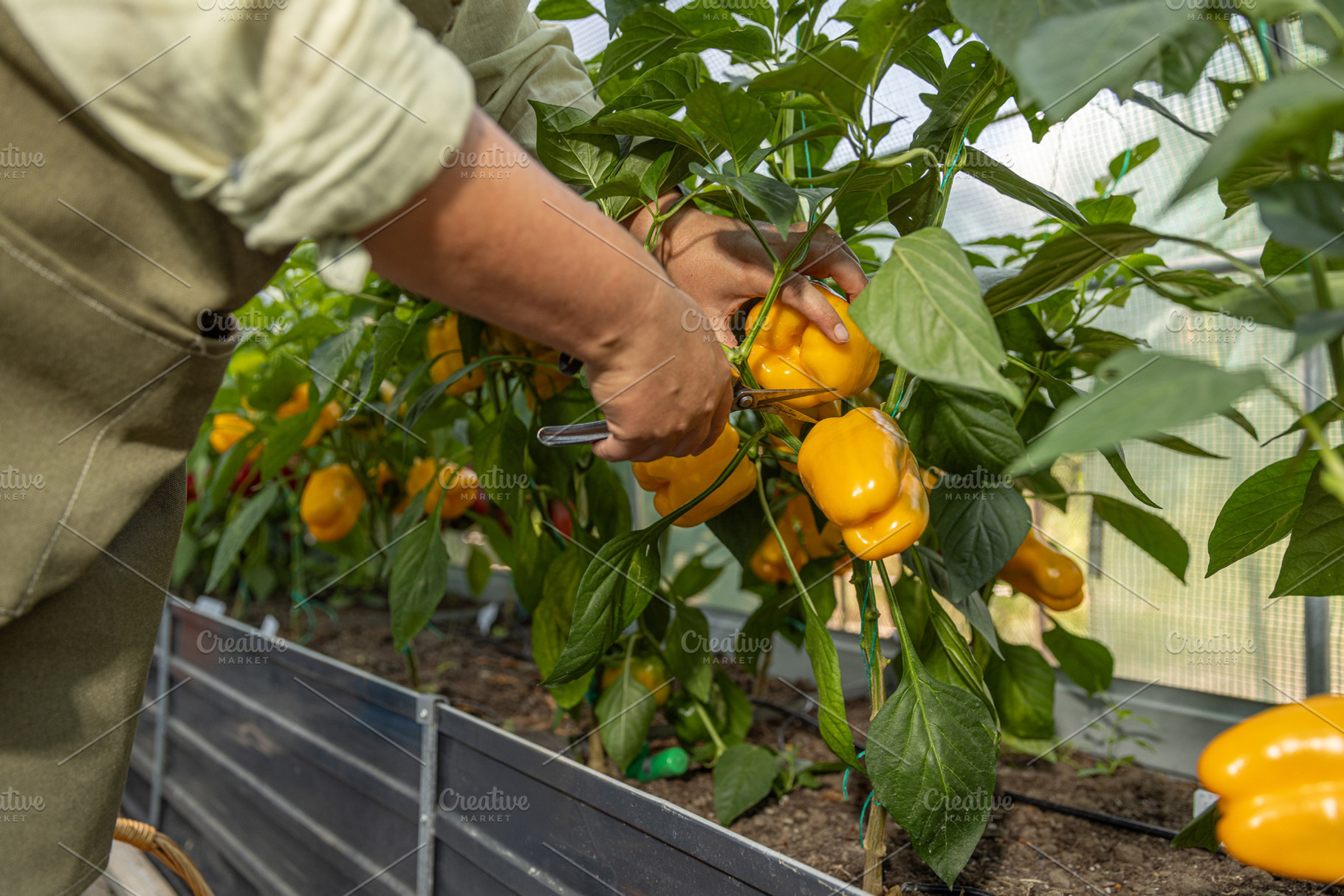 Farmer holding a organic ripe yellow bell peppers, a Photo by Grafvision photography