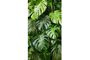 Lush green monstera leaves creating, a Nature Photo by Lermont51