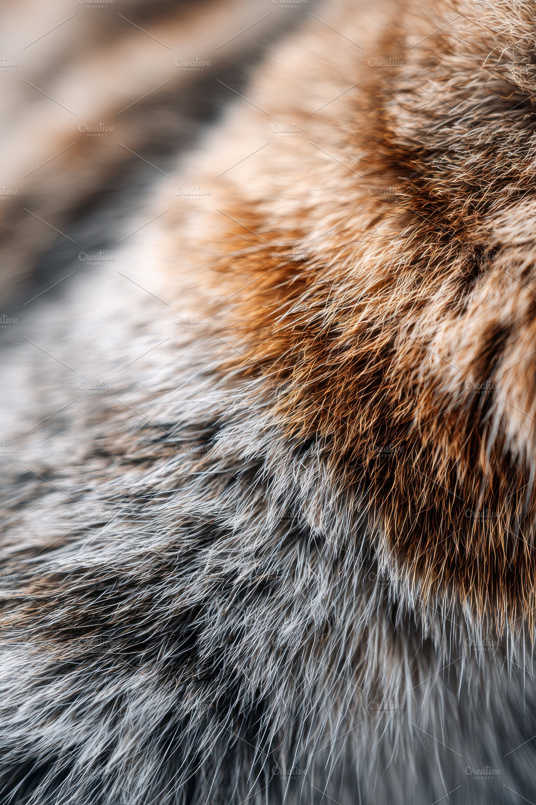 Close-up of tiger fur texture, a Background Photo by AlyaAnd
