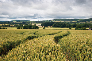 Stormy Fields
