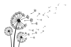 Dandelions with flying seeds, fluffy, a Background Graphic by Frogella