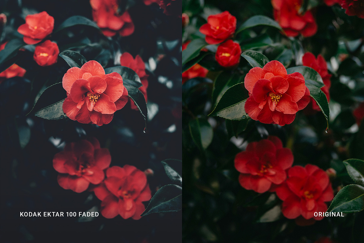 Kodak Ektar 100 Faded, a Preset Add-On by colorituals (Photo 6 of 8)