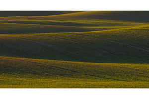 Landscape of green wavy field, a Background Photo by Lukas Jonaitis SHOP