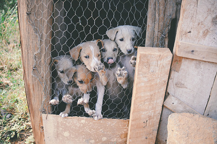 Puppies stock photograph