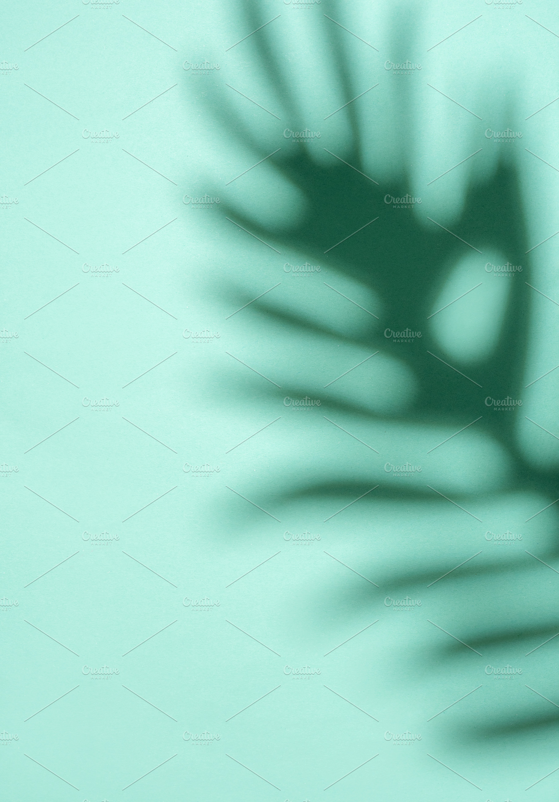 Shadows from palm leaves, a Nature Photo by Olena Rudo