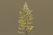 The European Larch Tree, a Plants & Tree 3D Model by FuturePastCreatives (Thumbnail 6 of 9)