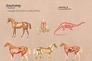 Anatomy Collage Elements 200+, an Illustration by Francesco Stefanini (Thumbnail 4 of 10)