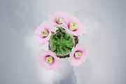 Spiral Cactus, an Environmental 3D Model by AndrewWhite (Thumbnail 8 of 13)