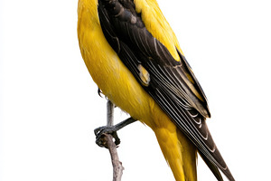 Eurasian golden oriole male perched on branch isolated on white, an Animal Photo by José Manuel Gelpi