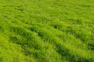 Lush green grass field featuring fresh growth and subtle vehicle, a Photo by Studio ANNA