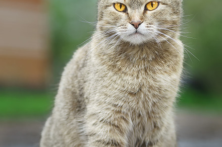 Gray striped cat walks on a leash on, an Animal Photo by AlexBush