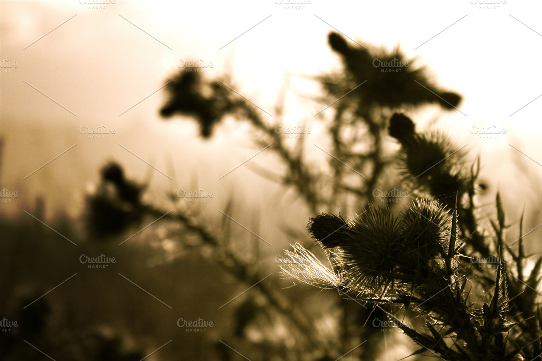 You Know How to Thistle, a Photo by Martin Varallo
