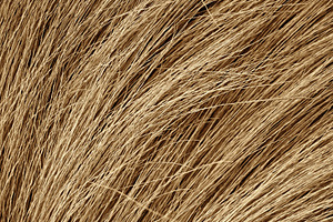 Grunge texture of the dry grass, a Photo by saiko3p