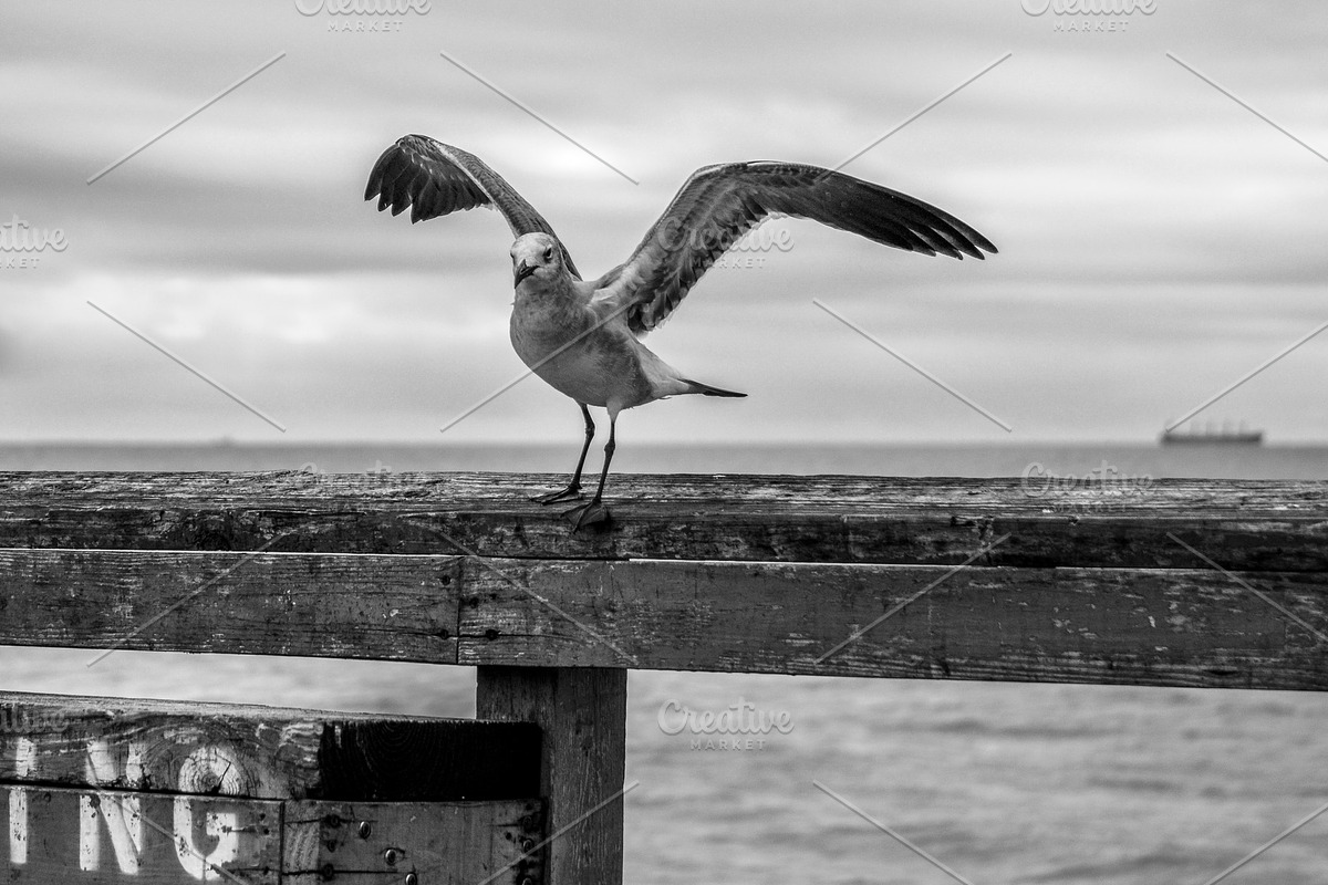 Gull on Weathered Pier, an Animal Photo by Bronwyn Voth (Photo 2 of 2)