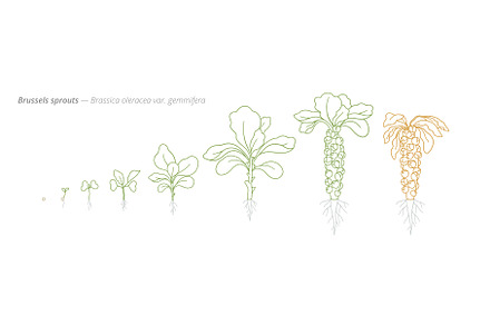 Brussels Sprouts Growth Stages from