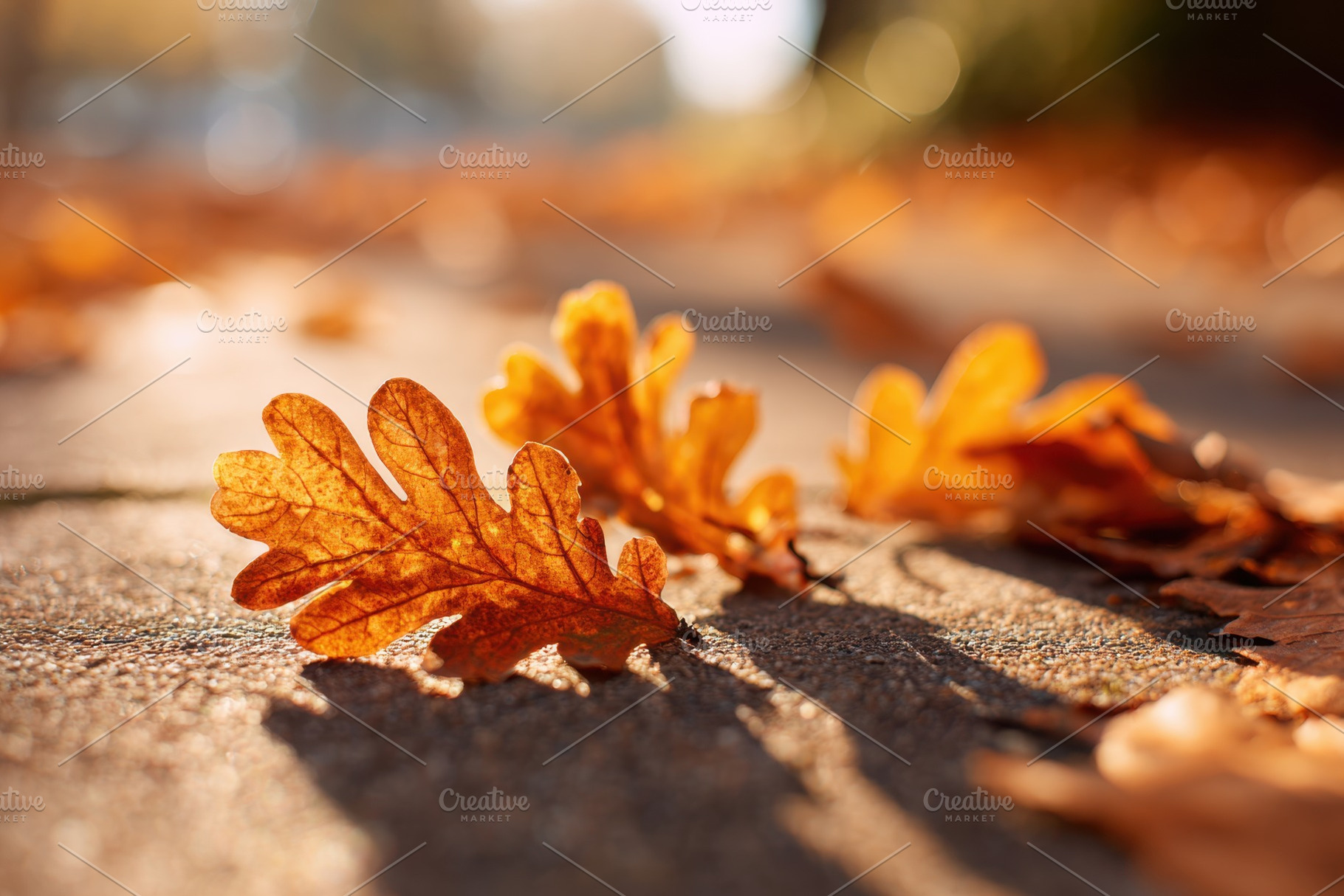 Autumn leaves in vibrant orange and brown, a Nature Photo by AlyaAnd