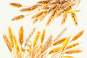Wheat Watercolor Clipart, an Illustration by Anny Sketches (Thumbnail 4 of 7)