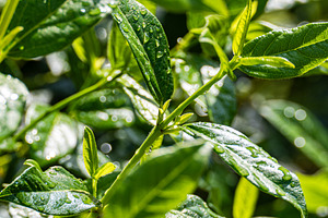 Green leaves covered with rain drops, a Nature Photo by Anna Bogush