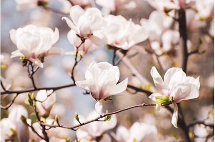 Magnolia spring flowers, a Nature Photo by Nature and travel