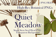 Quiet Meadow — Single Stem Seed Head, an Object Graphic by Aga Silva (Thumbnail 1 of 4)