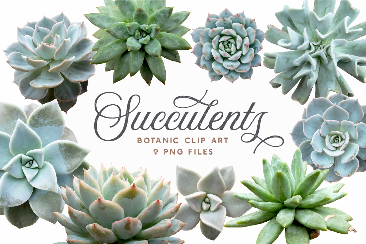 Succulents - Botanic Specimens, an Object Graphic by Turning Moss (Photo 5 of 5)