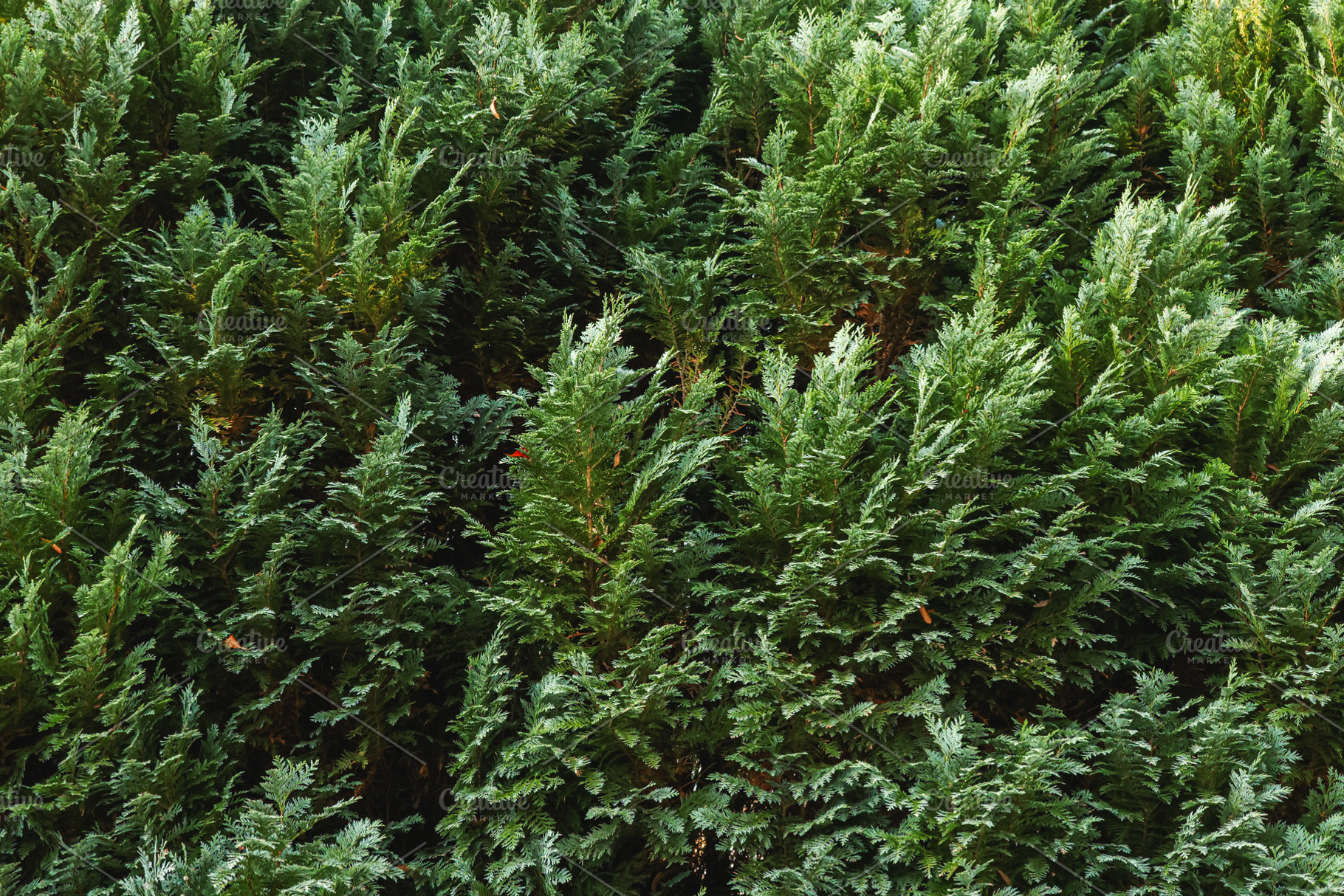 Green cypress hedge creating a natural, dense background texture and evergreen, a Photo by Studio ANNA