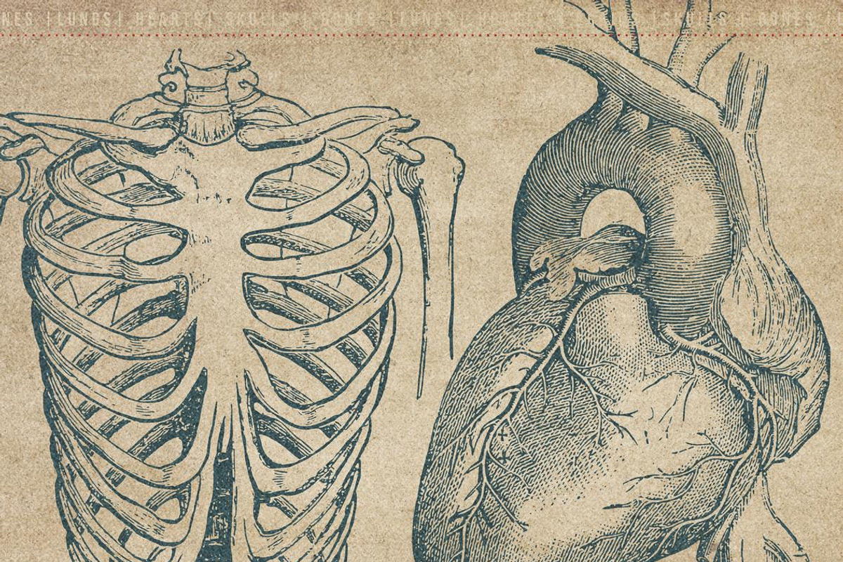 50 Procreate Anatomy Stamps, a Brush Add-On by Endete & Mazak brushes (Photo 5 of 7)
