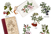 Medicinal plants collection, a Healthcare Illustration by handsketched (Thumbnail 6 of 9)