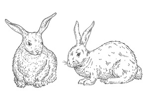 Lying rabbit. Vintage vector, an Animal Illustration by MoreVector