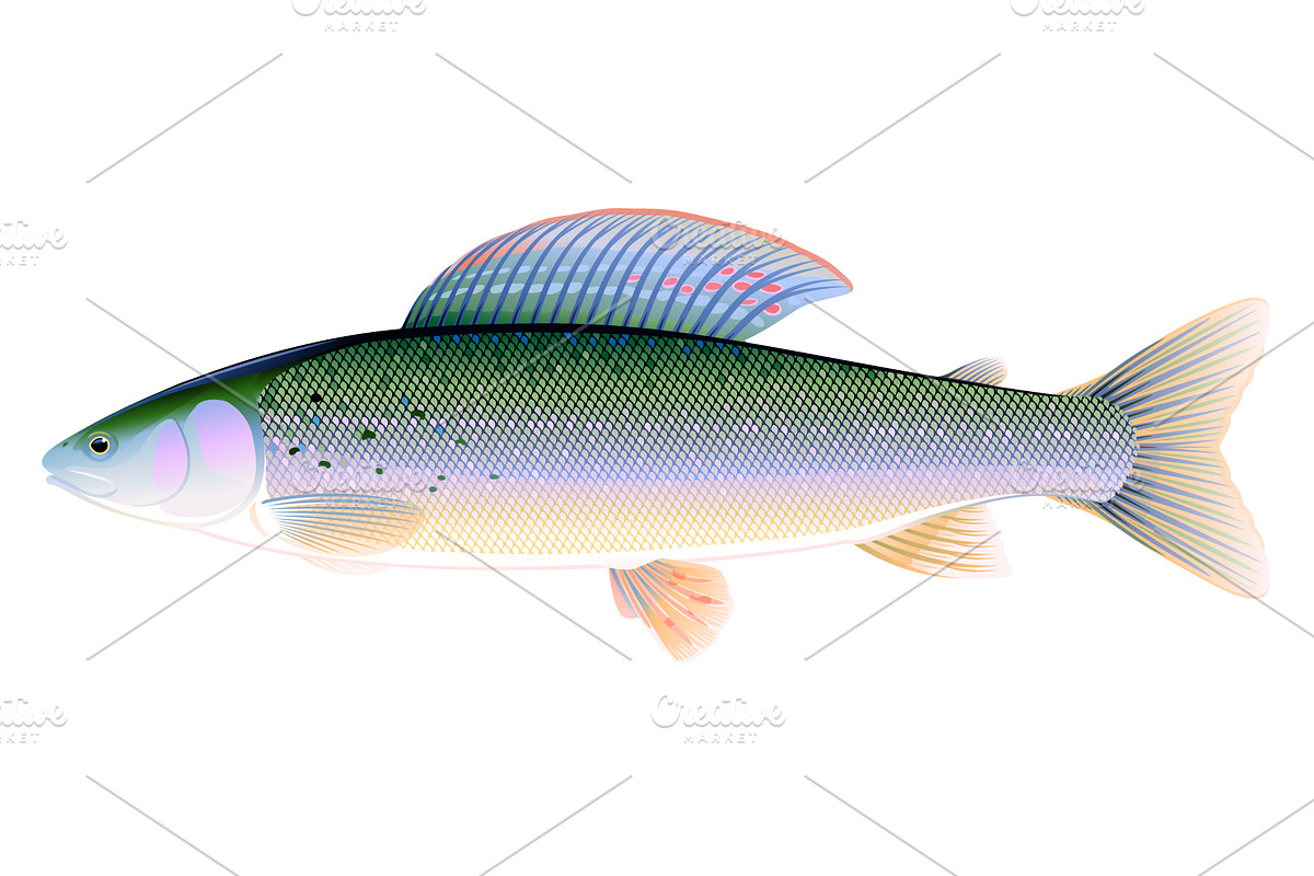 Grayling fish, an Animal Illustration by Oceloti