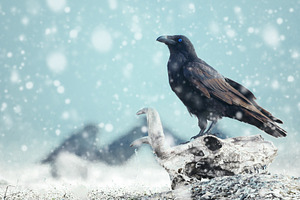 Raven sitting on a skull featuring raven, gothic, and game