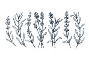 Hand drawn isolated flowers set, an Object Graphic by SpaceNymph (Thumbnail 5 of 5)