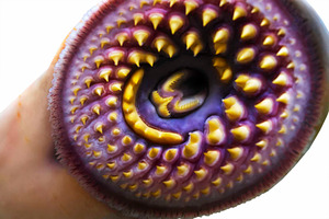 lamprey  fish  parasite close up