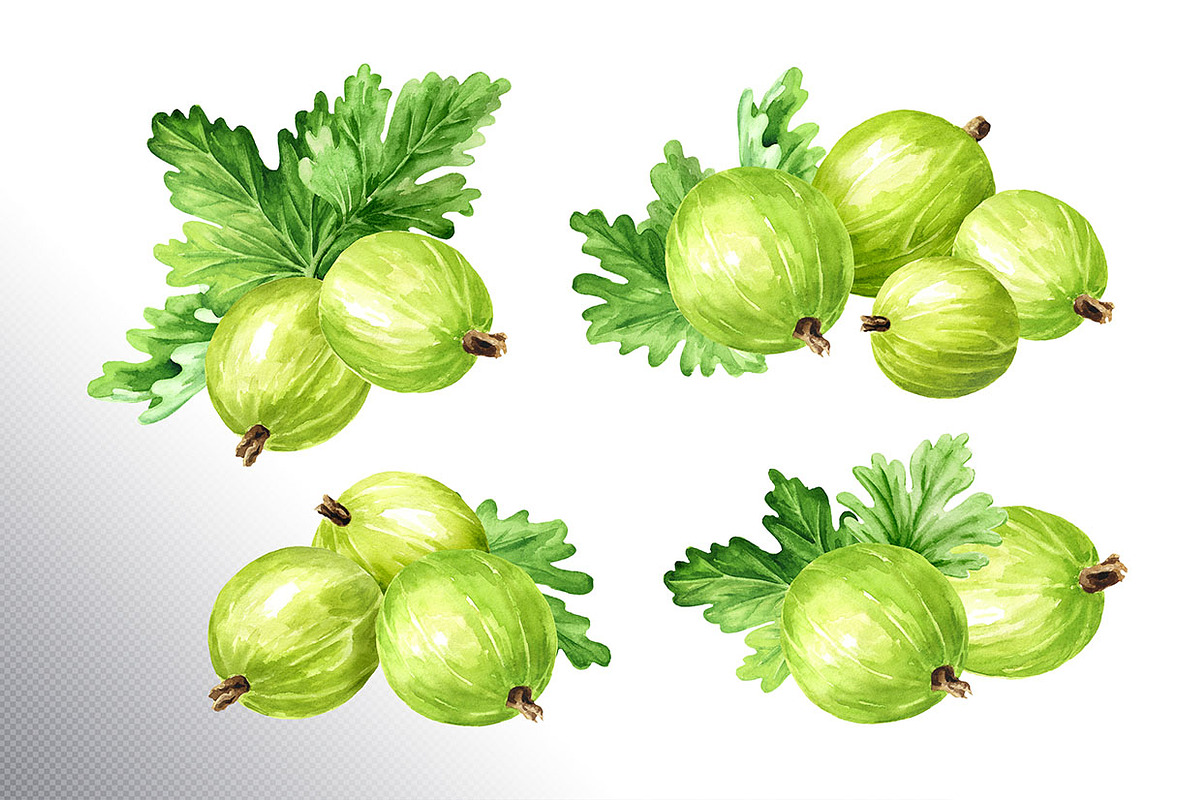 Amber Gooseberry. Watercolor set, a Food Illustration by Daria Ustiugova (Photo 5 of 23)