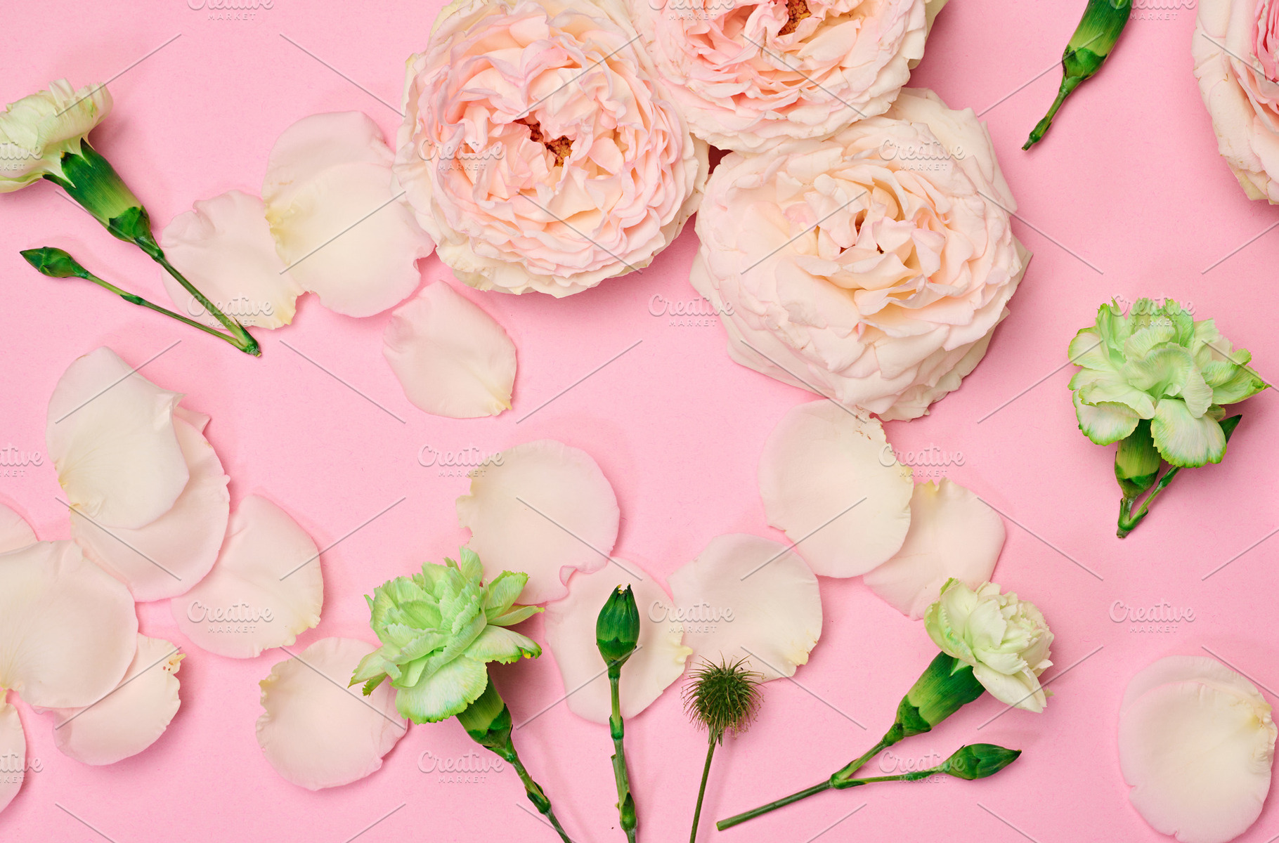 Green carnations and delicate rose petals on pink background, mi, a Nature Photo by ndanko