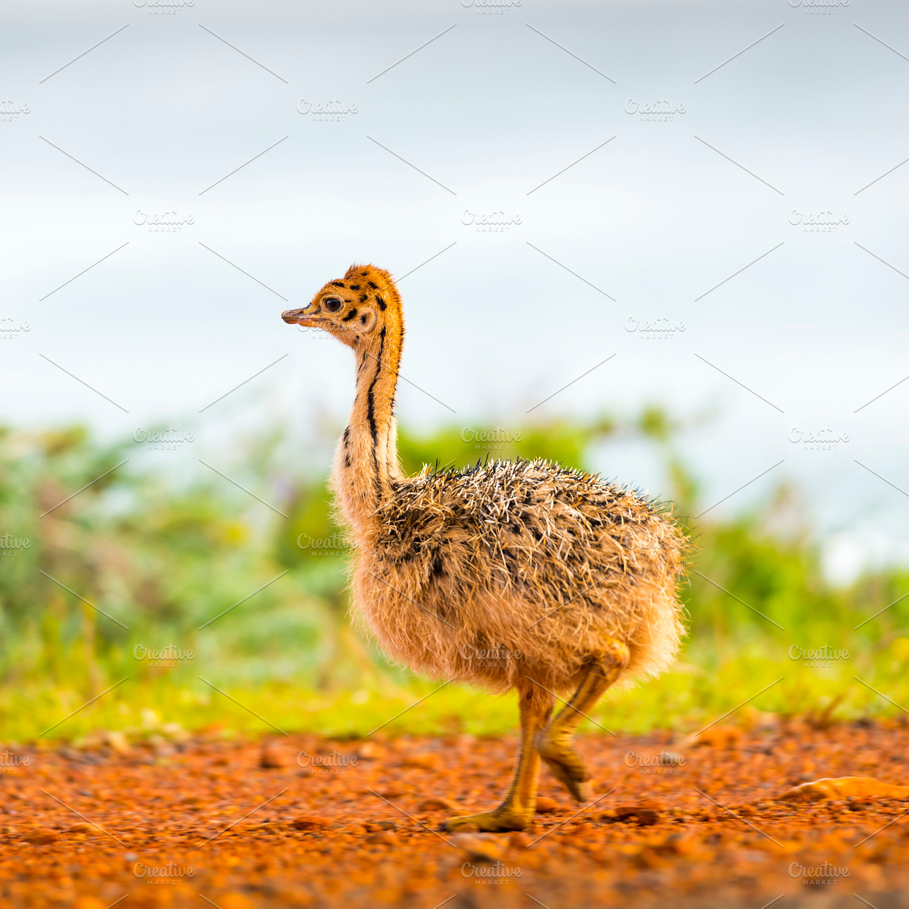 Baby Ostrich, an Animal Photo by THP Creative