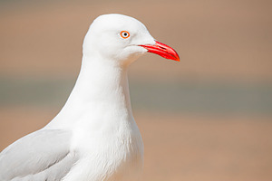 Silver Gull